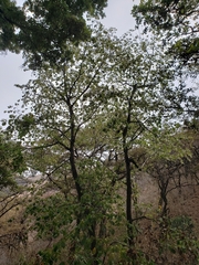 Tilia americana mexicana