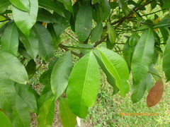 Garcinia madruno