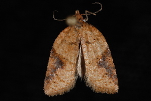 Brittania Moth