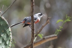 Granatellus venustus francescae