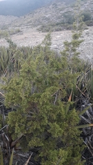 Juniperus monosperma