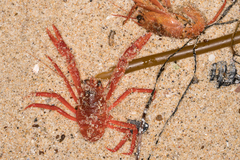 Grimothea planipes