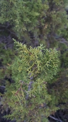 Juniperus monosperma