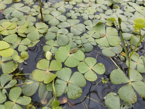 Image of Marsilea quadrifolia by (c) Pablo Cauã da Silva Toledo, some rights reserved (CC BY)