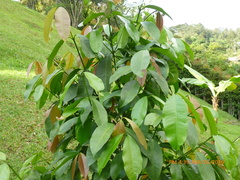 Garcinia madruno