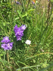Malacothrix floccifera