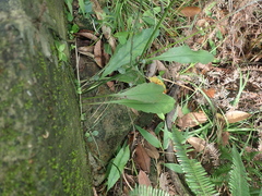 Ixeridium laevigatum