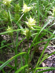 Carex intumescens