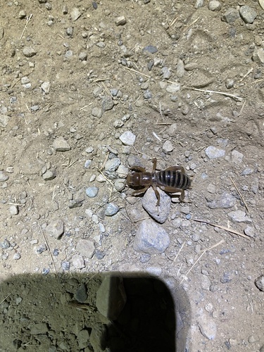 iNaturalist observation photo of North American Jerusalem Crickets