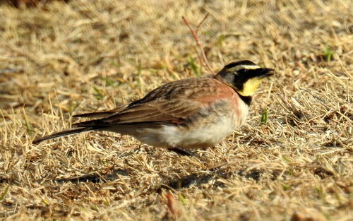 Horned Lark, photo 9 of 10