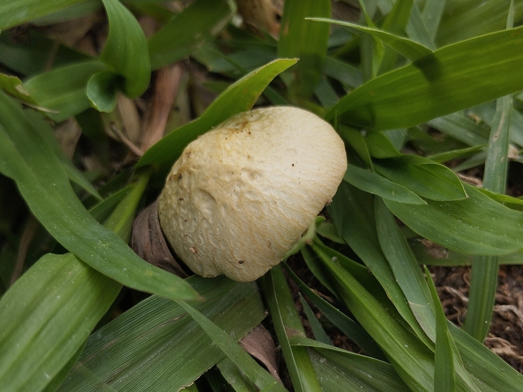 Agrocybe retigera · April 2024 · photo: © pablocauapc (iNaturalist, cc-by)