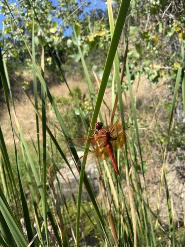 iNaturalist observation photo of Flame Skimmer