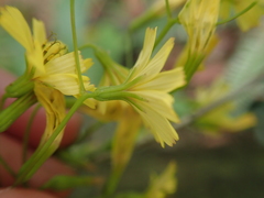 Ixeridium laevigatum