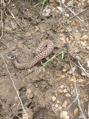 Heterodon nasicus