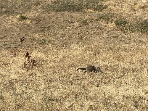 iNaturalist observation photo of California Ground Squirrel