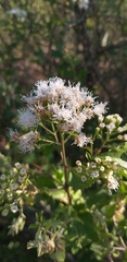 Ageratina havanensis