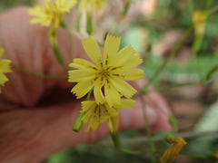 Ixeridium laevigatum