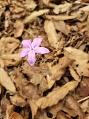 Pseuderanthemum praecox