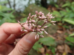 Eupatorium kiirunense