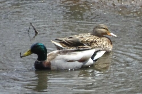 Mallard photographed in Vermont