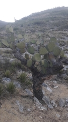 Opuntia streptacantha