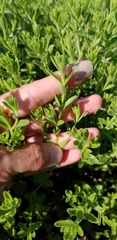 Hedeoma reverchonii