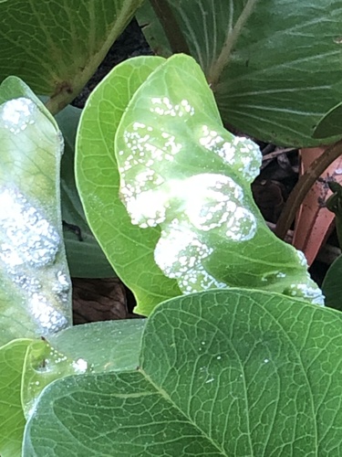 Albugo ipomoeae-pes-caprae observed 2024-04-18