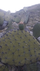 Opuntia streptacantha