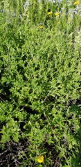 Hedeoma reverchonii