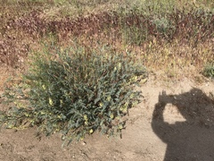 Astragalus douglasii parishii