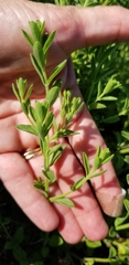 Hedeoma reverchonii