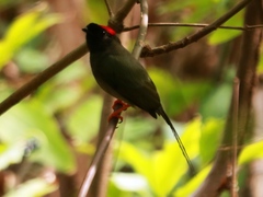 Chiroxiphia linearis