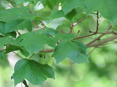 Acer leucoderme