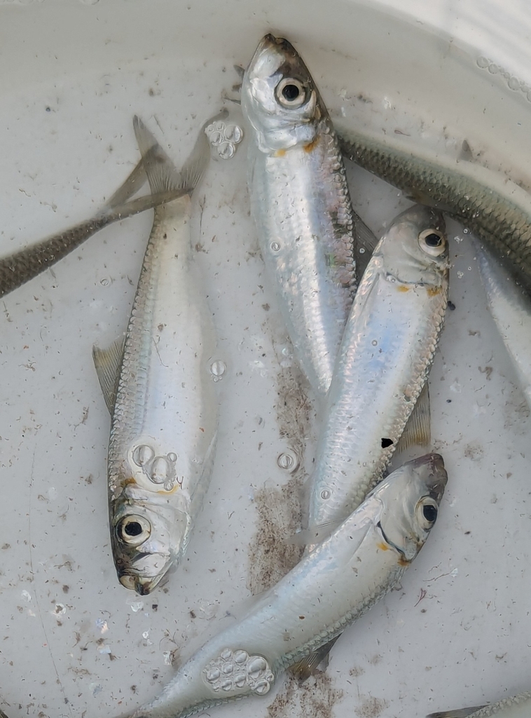 Bluestripe herring