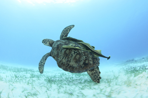 Green Sea Turtle