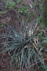 Puya lineata