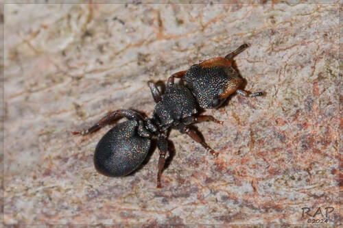 Cephalotes jheringi photo 4