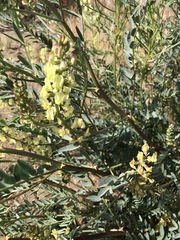 Astragalus douglasii parishii