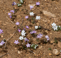 Leptosiphon breviculus