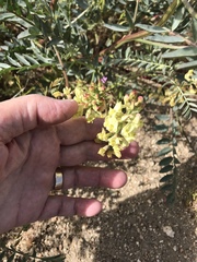 Astragalus douglasii parishii