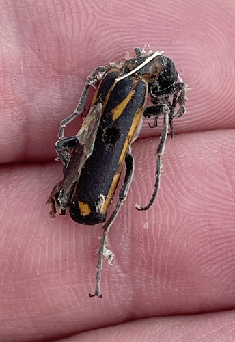 Yellow-crescent Blister Beetle photo 6
