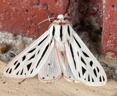 Arge Moth photo 3