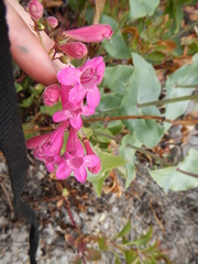 Penstemon pseudospectabilis