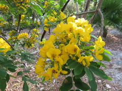 Cassiinae