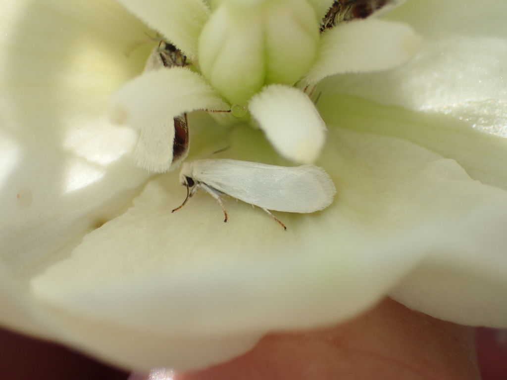 Bogus Yucca Moth