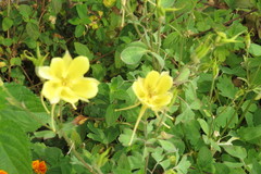 Aquilegia chrysantha