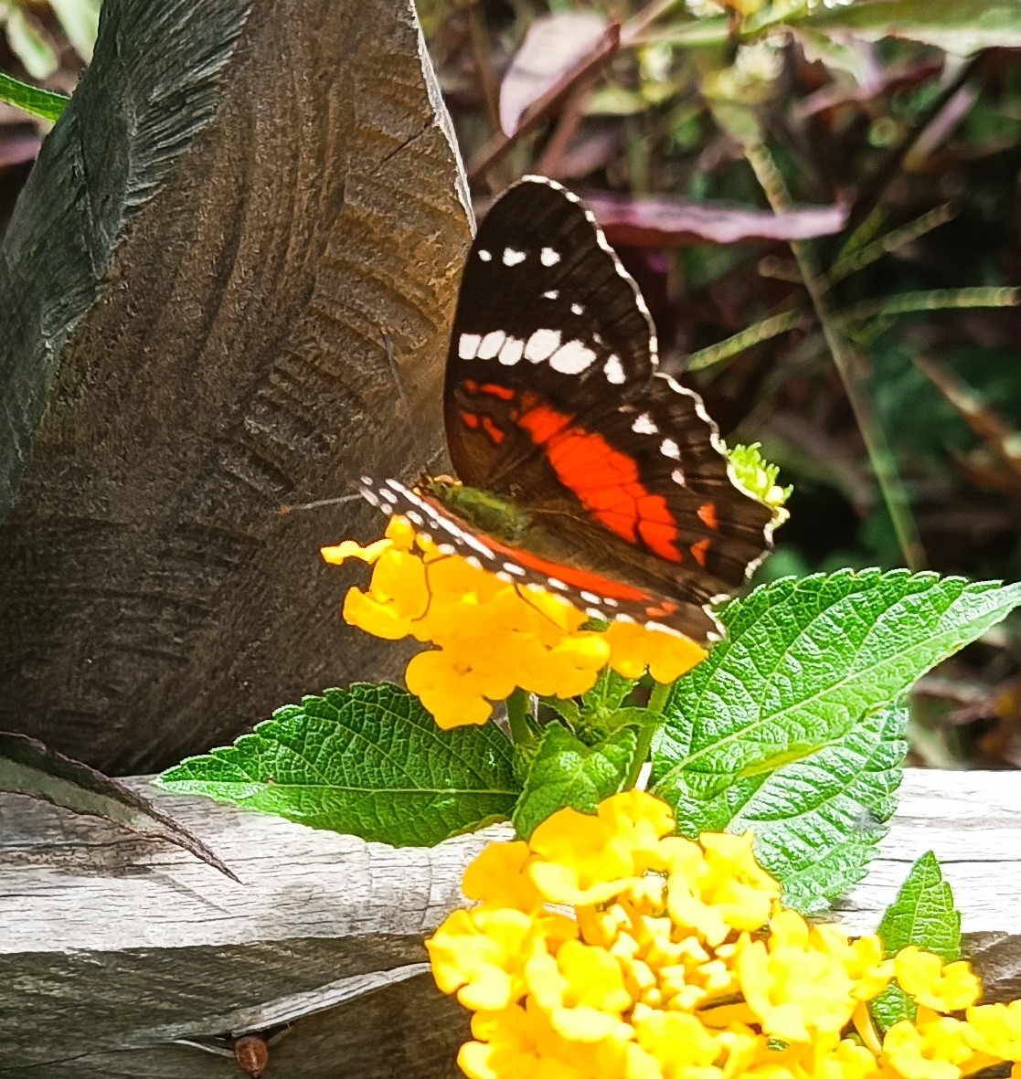 Anartia amathea image