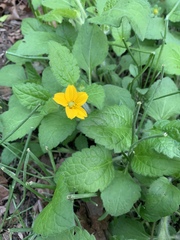 Chrysogonum