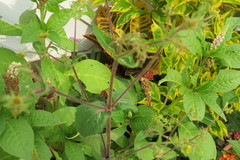 Sigesbeckia jorullensis