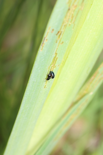 Iris Flea Beetle, Callantsoog, Nederland, photo 4 of 10